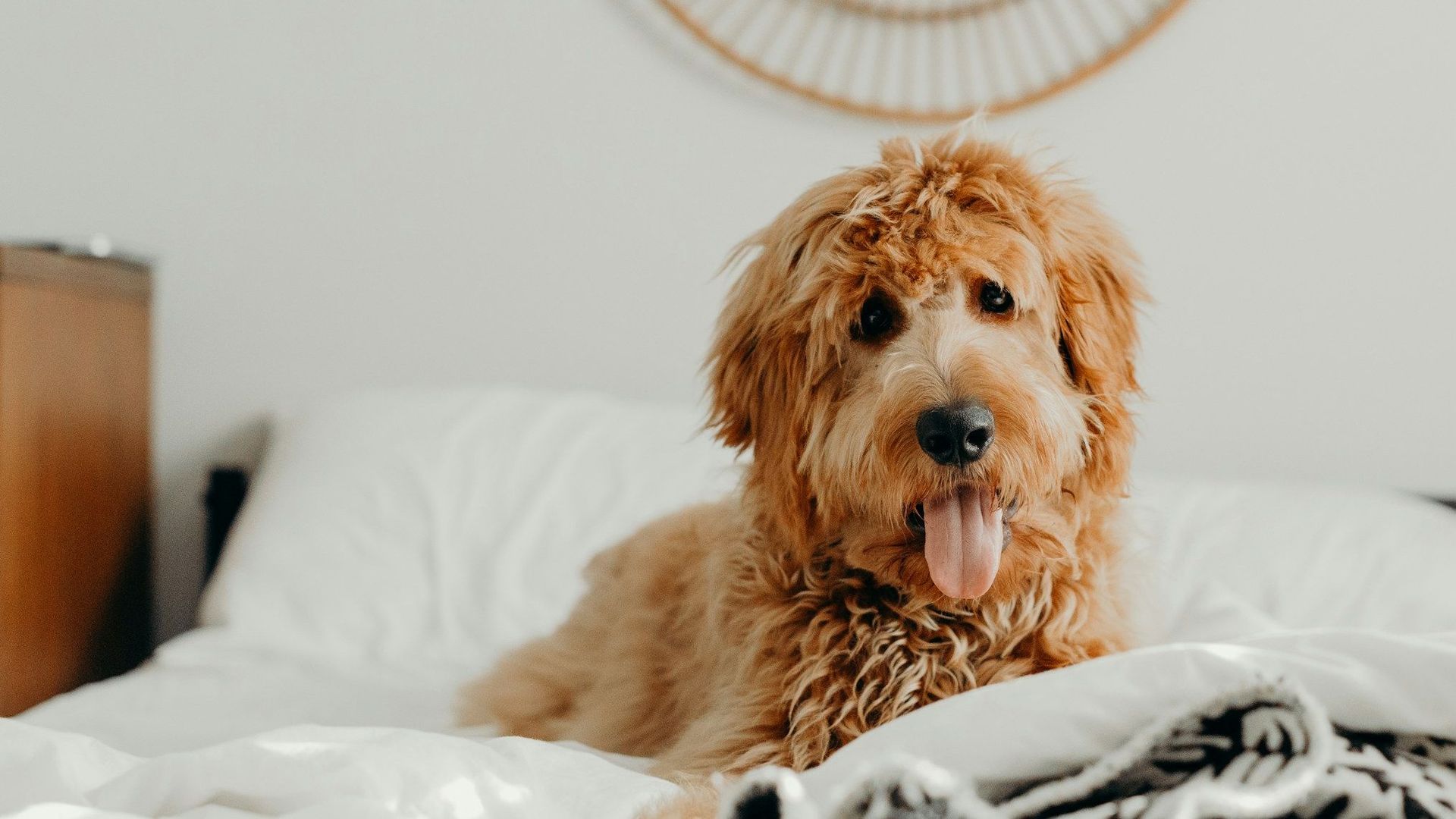 A goldendoodle sitting on a white bed beneath a round rattan mirror