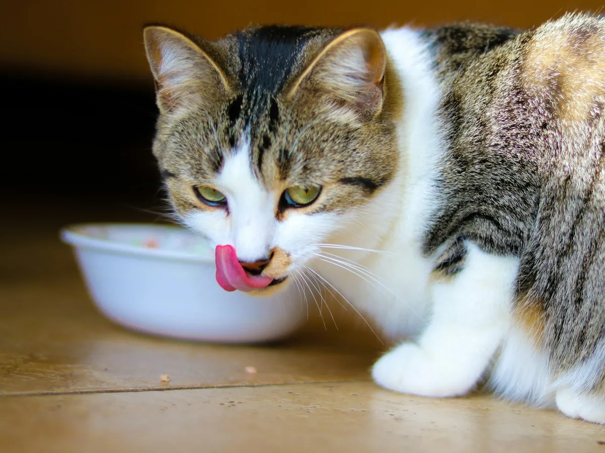 A tabby and white cat eating from a white bowl on a wooden floor