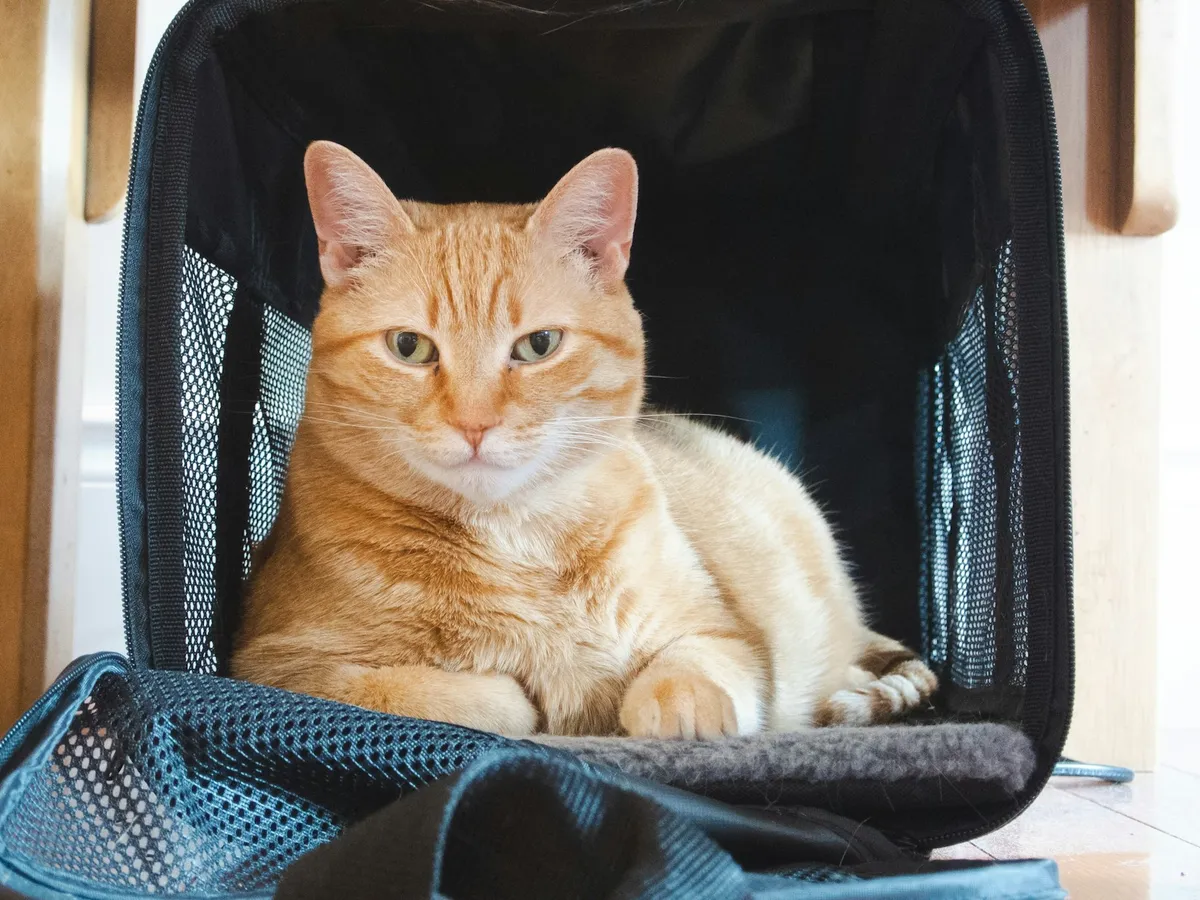 A cat looking out through the mesh of a soft-sided carrier