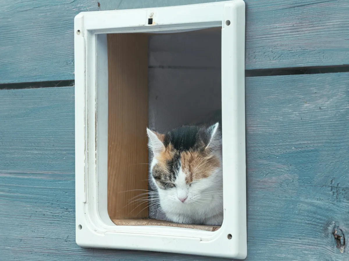 A cat stepping through a flap door into a bright room