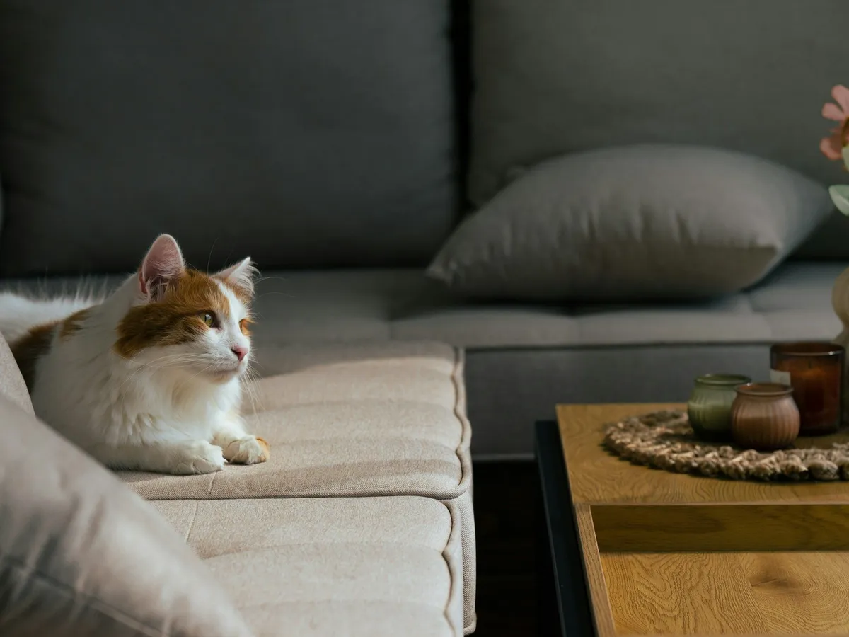 A white and orange cat resting on a pale sofa