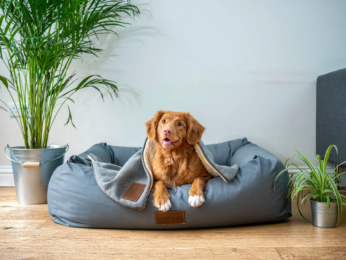 A fluffy dog lying on a bed with a toy